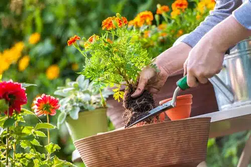 garden-waste-removal-dubai